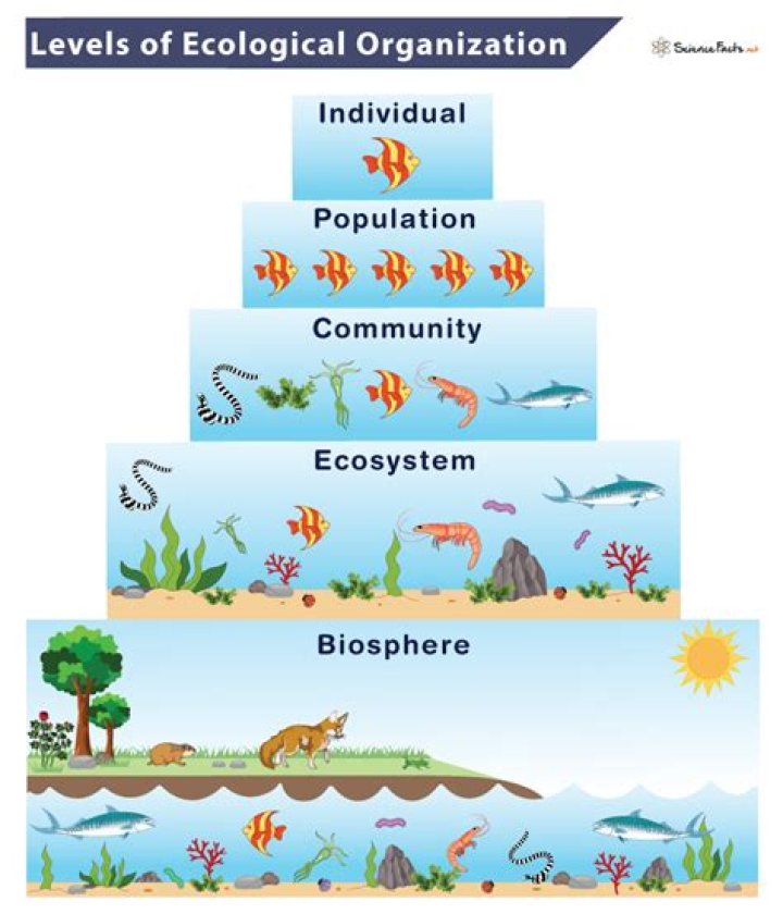 What are the 5 levels of the socio ecological model