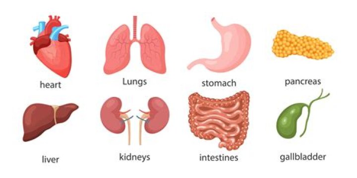 What are the 5 major organs
