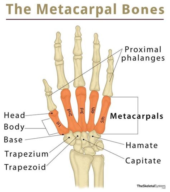 What are the 5 metacarpals