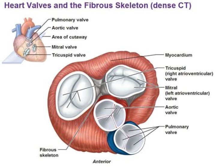 What are the atrioventricular valves