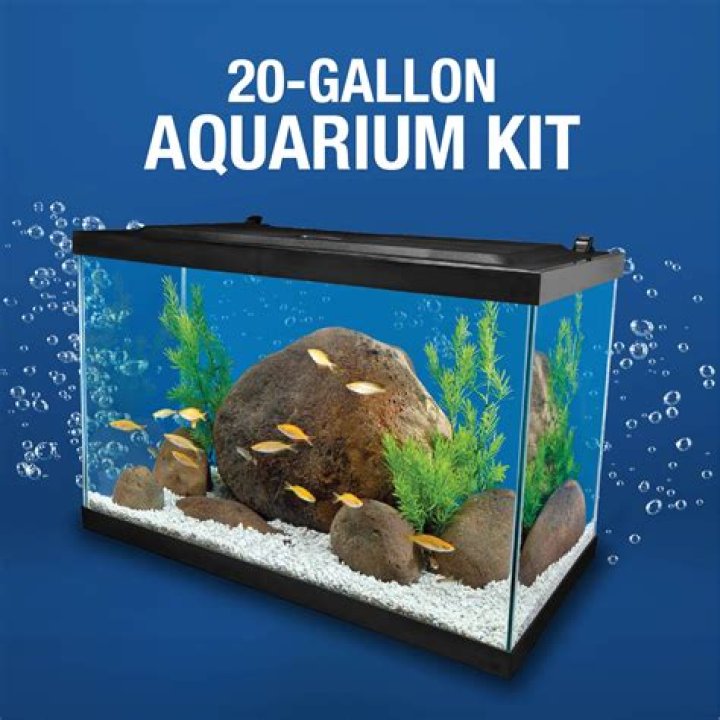 What are the best fish for a 20 gallon aquarium