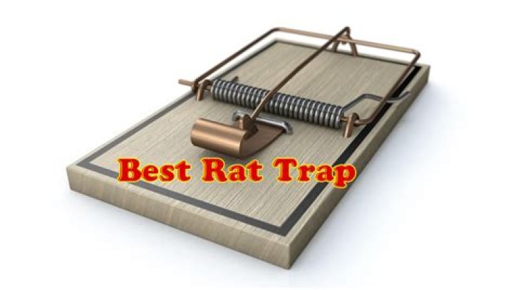 What are the best rat traps