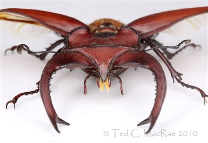 What are the big beetles called