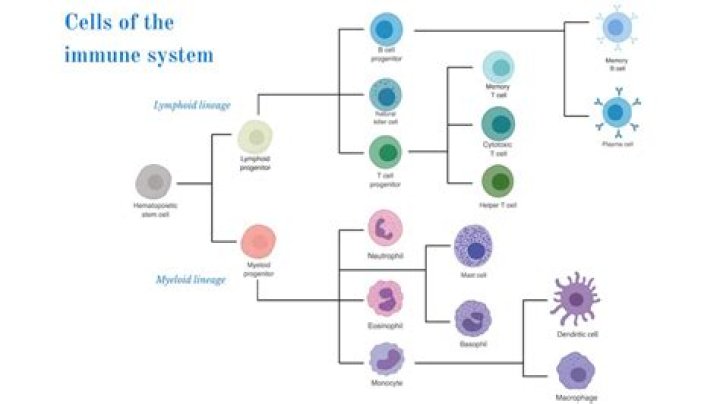 What are the cells of the immune system and their functions