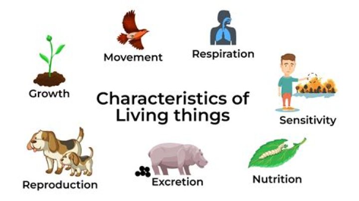 What are the characteristic of living thing