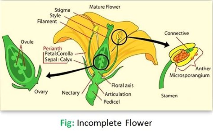 What are the difference between complete and incomplete flower
