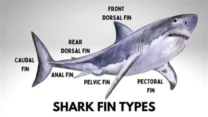 What are the different types of fins found on a shark