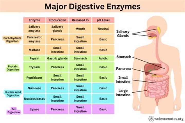 What are the enzymes found in the digestive system