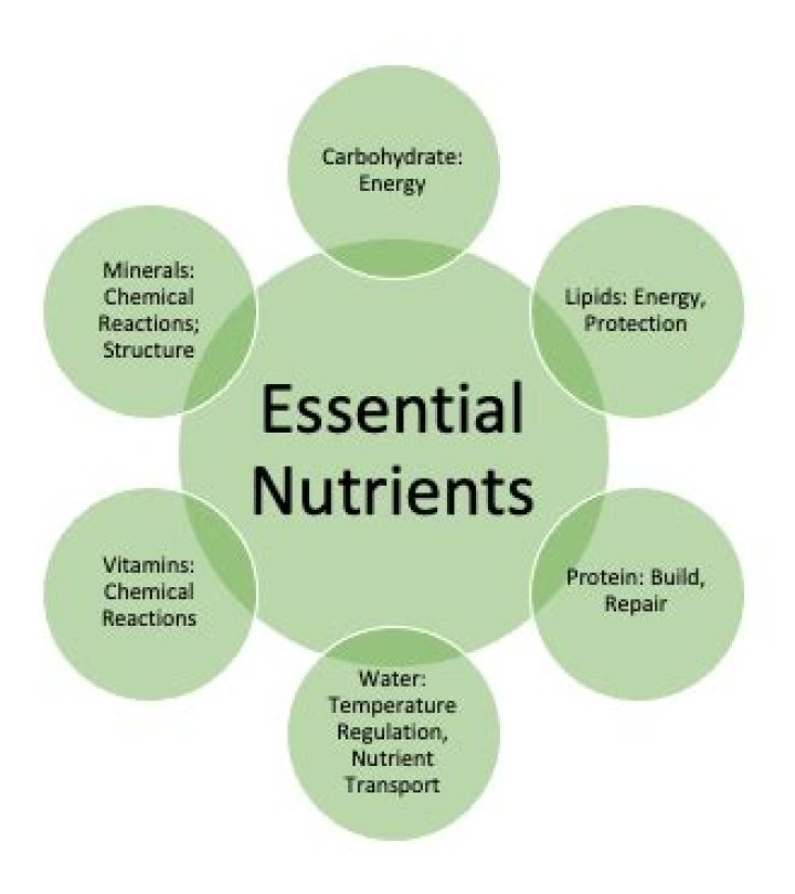What are the essential elements