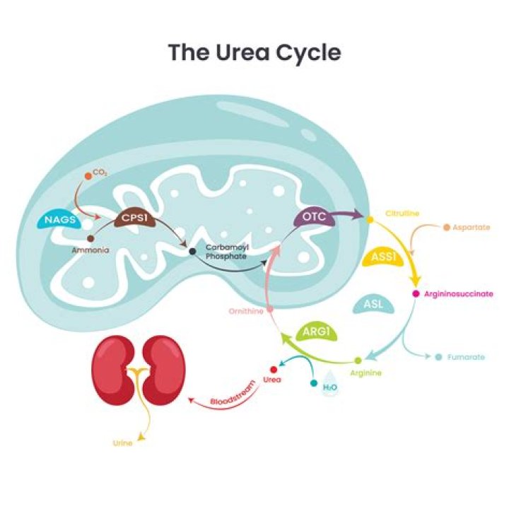 What are the four stages of urea biosynthesis