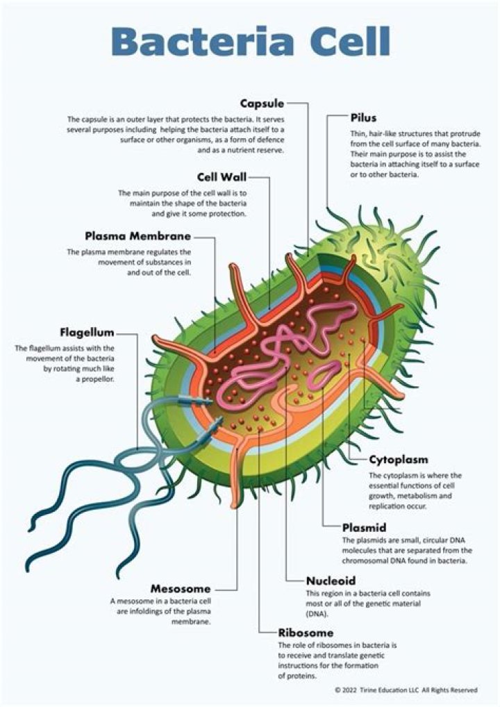 What are the functions of bacteria