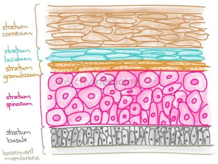What are the layers of bone