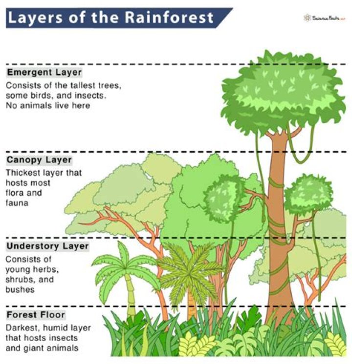 What are the layers of the rainforest called