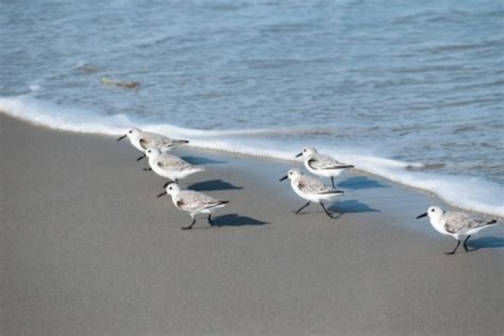 What are the little birds that run on the beach