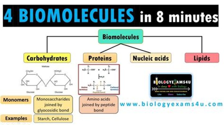 What are the major molecules