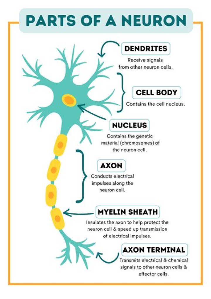 What are the neuron parts