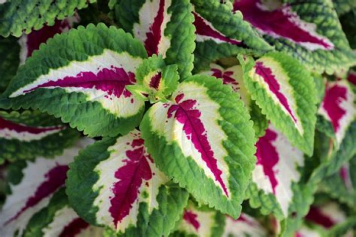 What are the outdoor plants