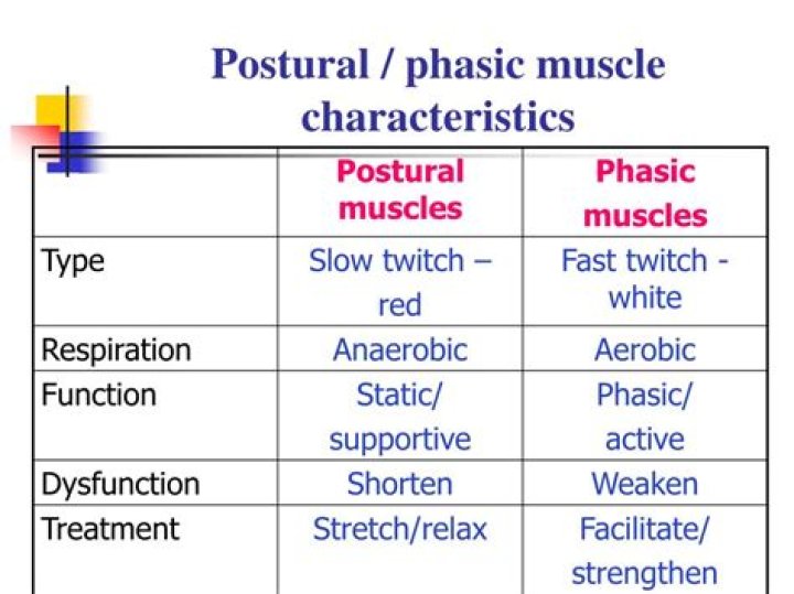 What are the phasic muscles