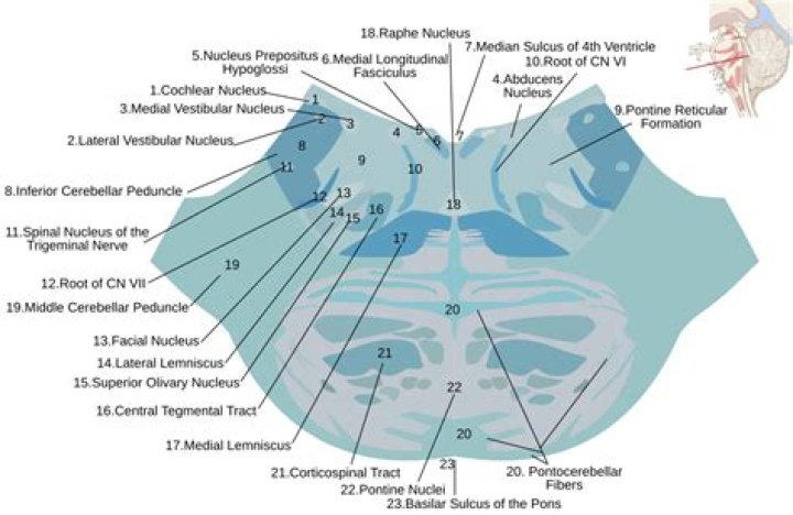 What are the pontine nuclei