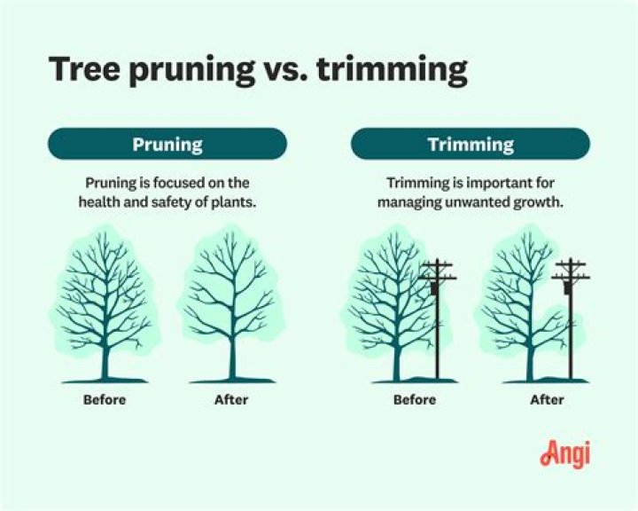 What are the pruning groups