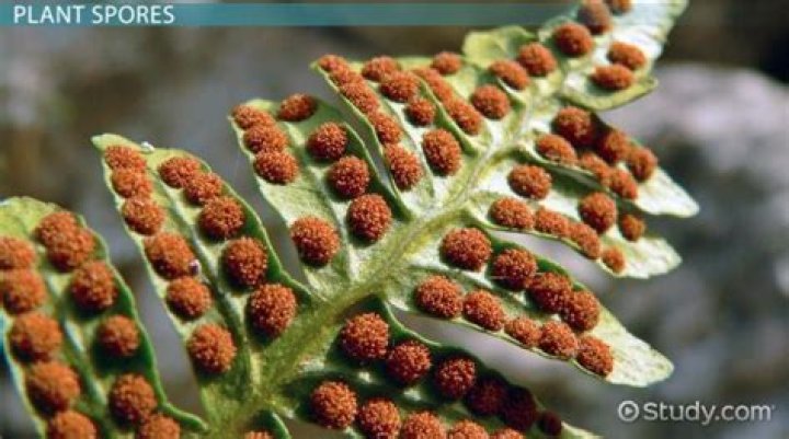 What are the role of spores