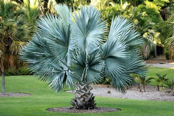 What are the smallest palm trees
