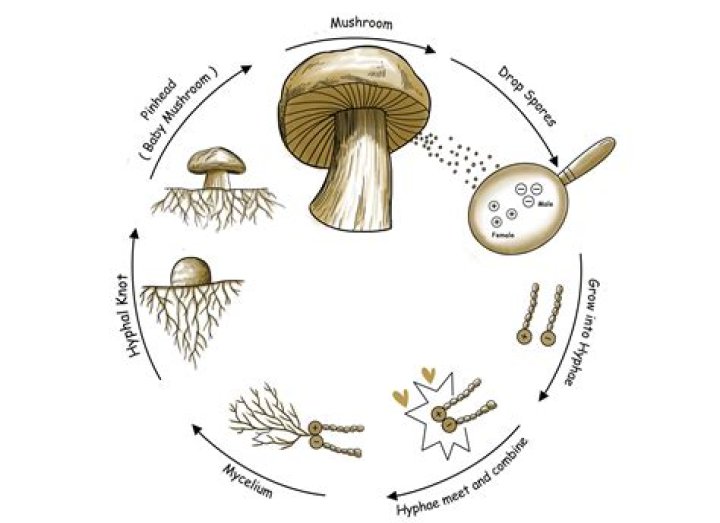 What are the stages of mold