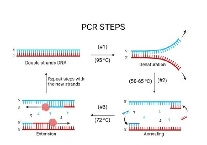 What are the steps of the PCR process