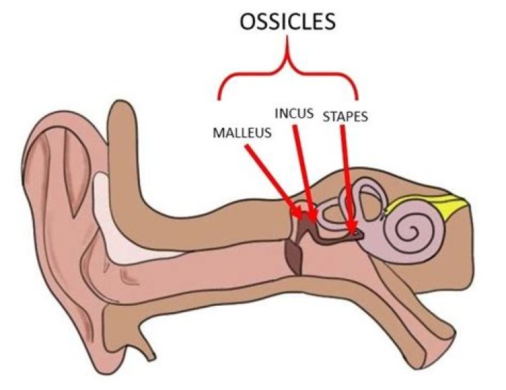 What are the three ossicles