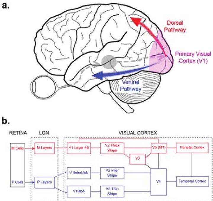 What are the three pathways from the retina via the LGN to visual cortex