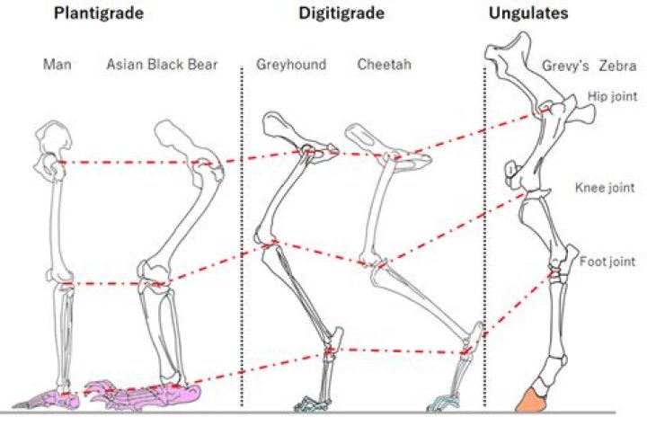 What are the three types of locomotion