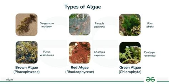 What are the types of algae