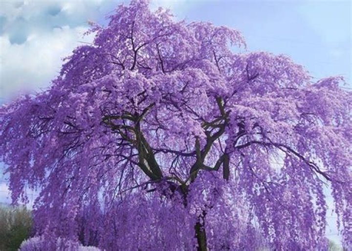 What are those purple trees