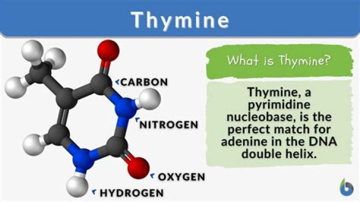 What are thymine dimers and what causes them to form