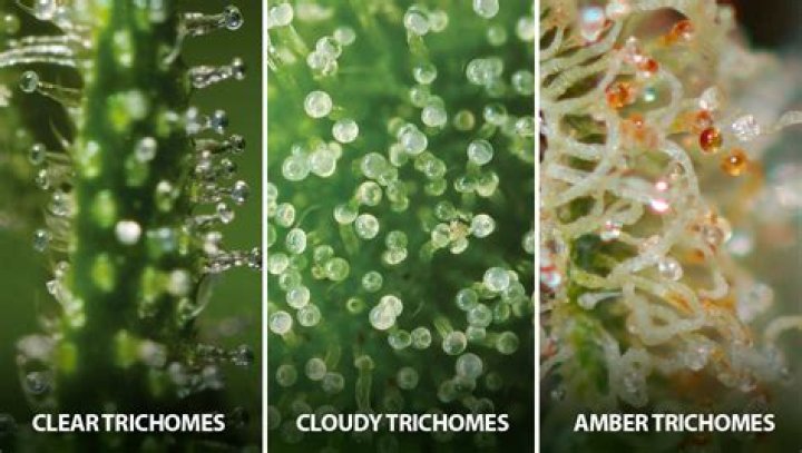 What are trichomes used for