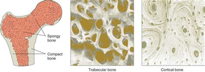 What are two differences between cortical compact and trabecular spongy bone