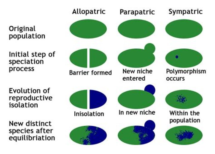 What are two mechanisms of speciation