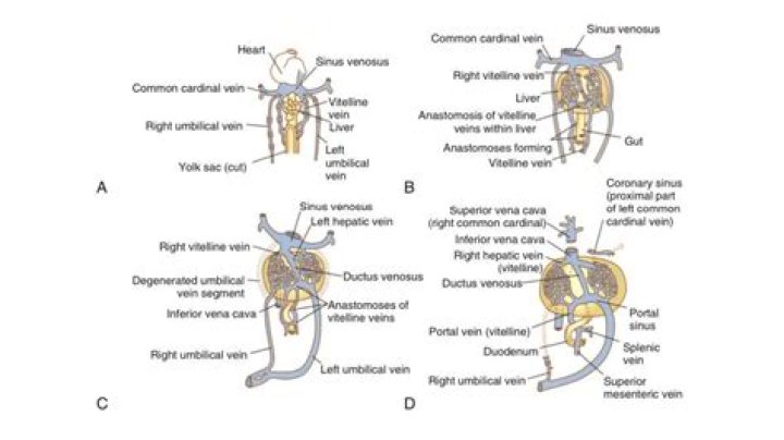 What are venous collaterals