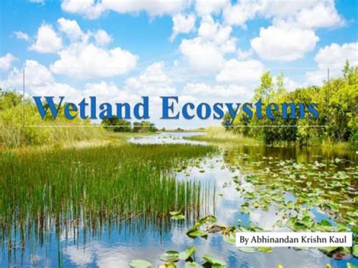 What are wetland ecosystems