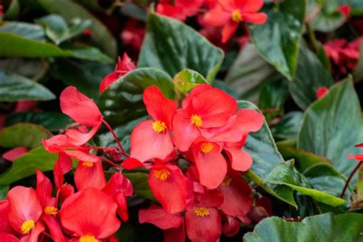 What begonias take full sun
