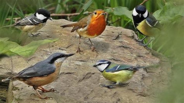 What birds are in my garden