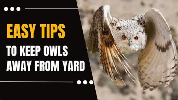 What birds do owls scare away