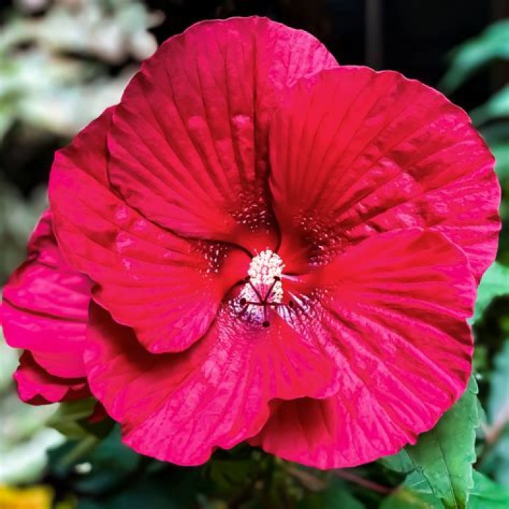 What blooms in July August