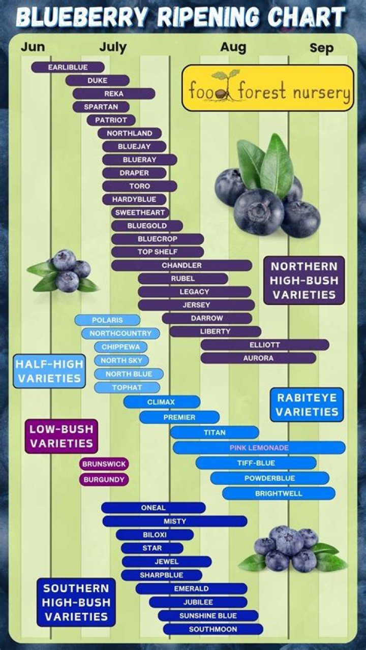What Blueberries are the sweetest