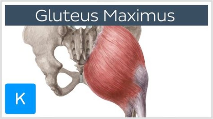 What bone feature does gluteus maximus insertion