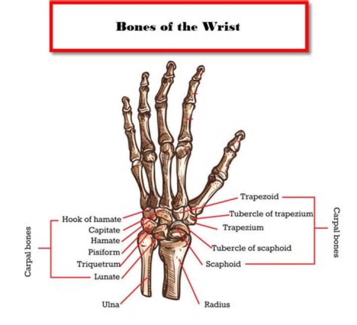 What bones are in the wrist