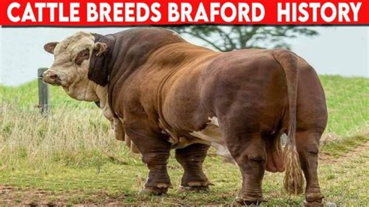 What breed is a foundation breed for the braford