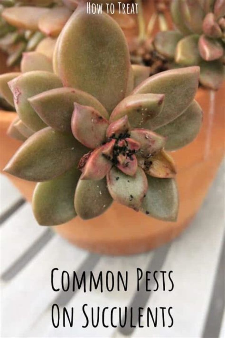 What bugs attack succulents