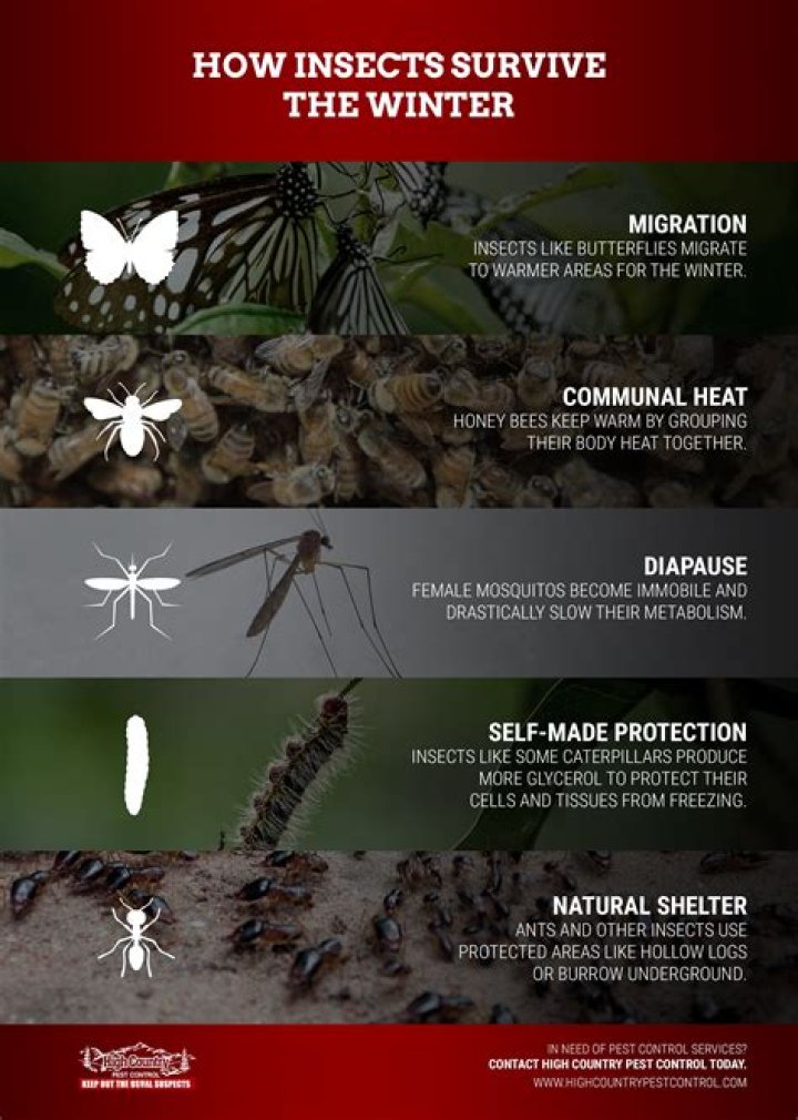 What bugs survive in winter