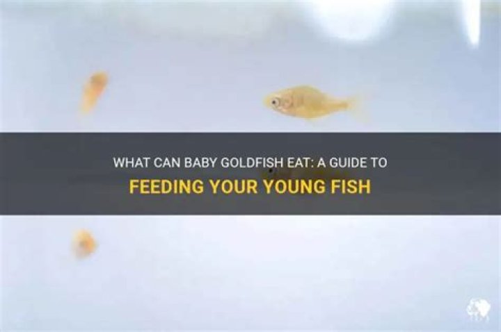 What can baby goldfish eat